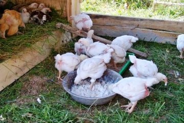 РАЦИОН И НОРМЫ КОРМЛЕНИЯ ЦЫПЛЯТ ЯИЧНЫХ И МЯСНЫХ ПОРОД В ДОМАШНИХ УСЛОВИЯХ