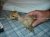 Мясо-яичные: порода цыплят "Испанка Голошейка"