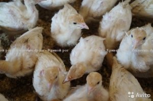 Индюшата суточные